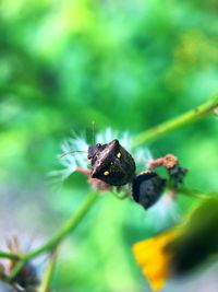 Close-up of honey bee pollinating on flower