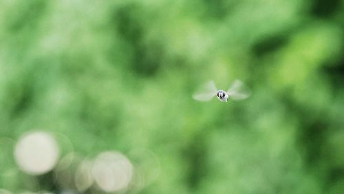 Close-up of bee flying