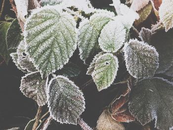 High angle view of plants during winter