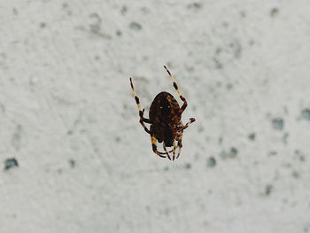 Close-up of spider