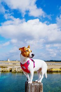 Tsunami the jack russell terrier dog balancing on a mooring post in marsala, sicily