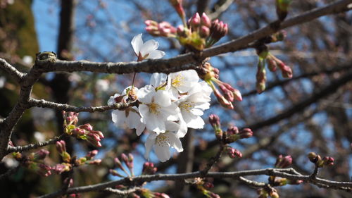 Close-up of apple blossoms in spring