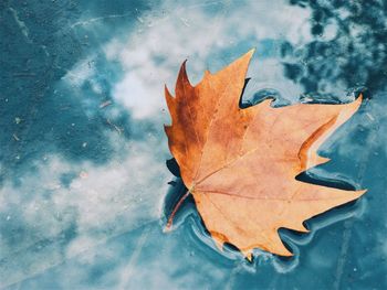 Close-up of dry maple leaf during autumn