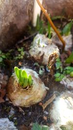 Close-up of green plant