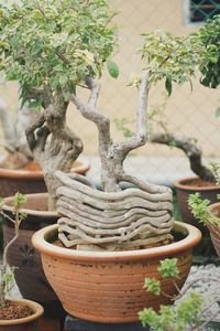 Close-up of potted plant