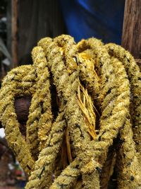 Close-up of rope tied on wood