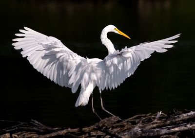 White bird flying