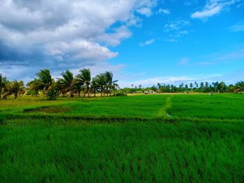 Scenic view of grassy field against sky