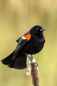 Close-up of bird perching on a plant