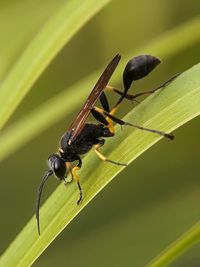 Close-up of insect on leaf