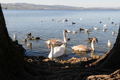 Birds swimming in lake against sky