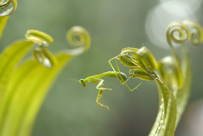 Praying mantis on leaf of fern