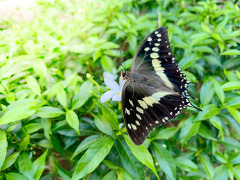 Close-up of butterfly pollinating flower