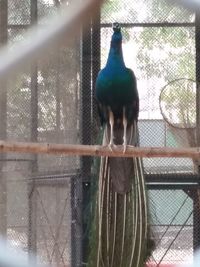 View of bird in cage