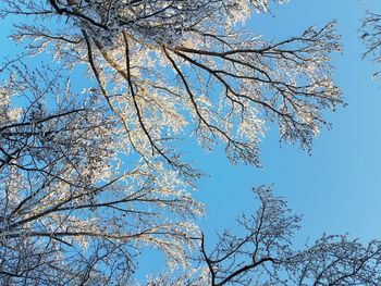 Low angle view of bare tree against blue sky