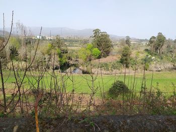 Scenic view of field against clear sky