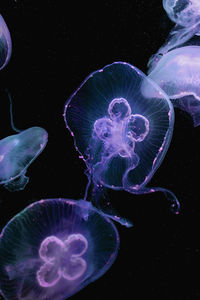 Close-up of jellyfish in water against black background