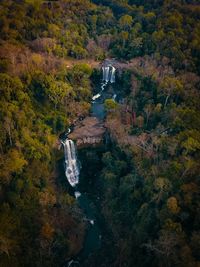 High angle view of stream amidst trees in forest during autumn