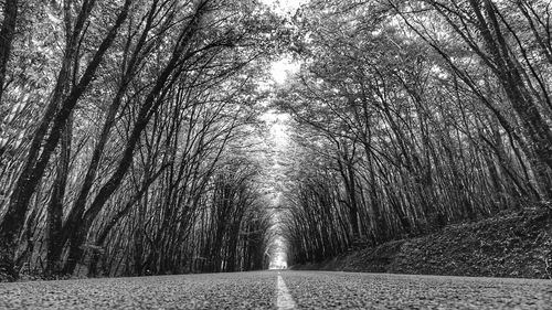 Bare trees in forest