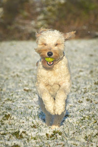 Playful dog with ball on snow covered