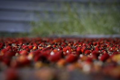 Close-up of berries