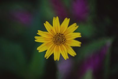 Close-up of yellow flowering plant