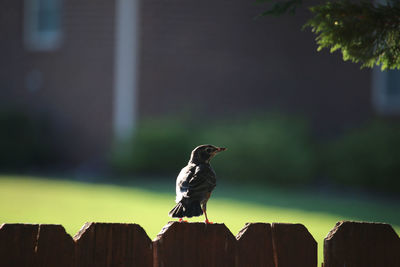 Close-up of bird perching on roof