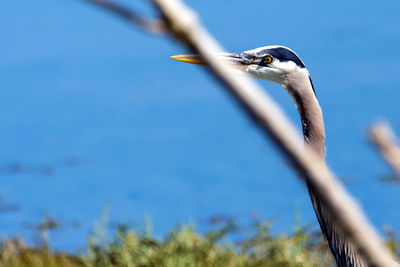 Close-up of bird against sky