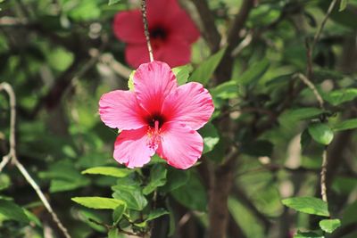 Close-up of pink hibiscus blooming outdoors