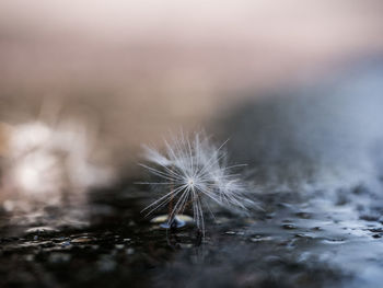 Close-up of dandelion on field