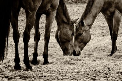 Two horses standing on field