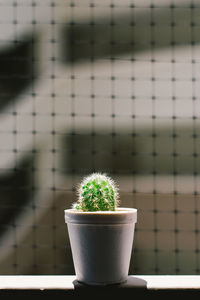 Close-up of potted plant