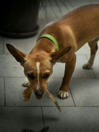 Dog standing on floor