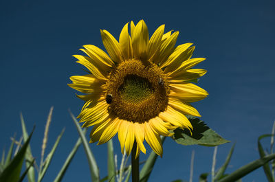 Close-up of sunflower