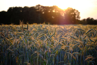 High angle view of stalks in field against sunset
