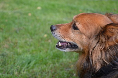 Close-up of dog looking away on field