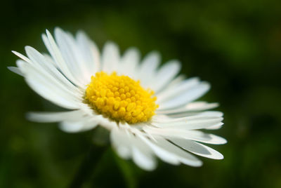 Close-up of daisy flower