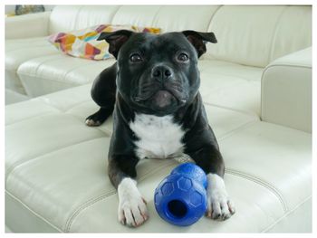 pet