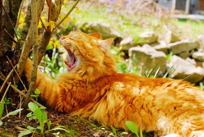 Cat relaxing on field