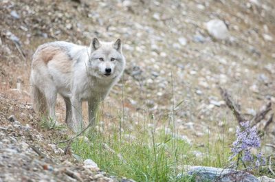 Portrait of white wolf on mountain