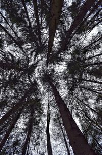 Low angle view of trees in forest