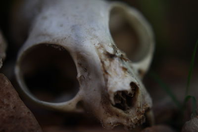 Close-up of animal skull