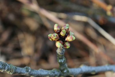 Close-up of plant