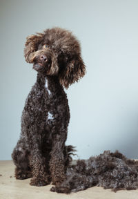 A poodle with a shaved head sits on a table. the dog's fur is being cut and there is a pile of hair 