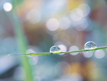 Close-up of water drops on plant