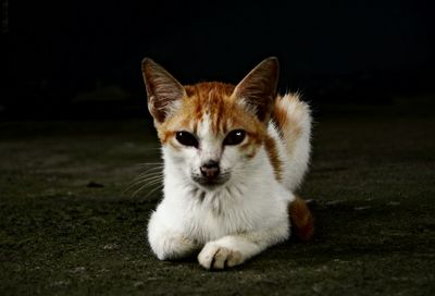 Close-up portrait of cat on grass against black background