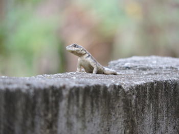 Close-up of lizard on wood