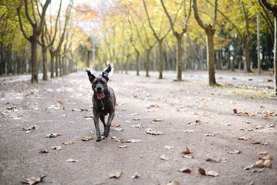 Portrait of dog in park