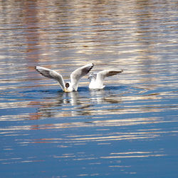 Seagulls flying over lake