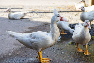 View of birds on the ground